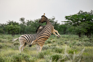 Fototapeta premium Zebra Family in African Savannah