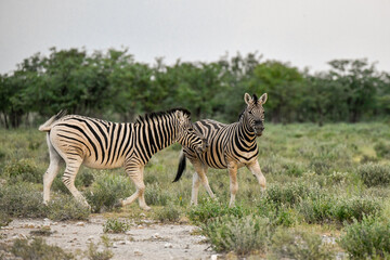 Obraz premium Zebra Family in African Savannah