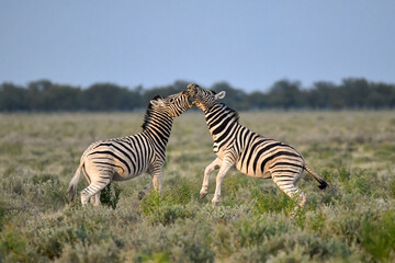 Obraz premium Zebra Family in African Savannah
