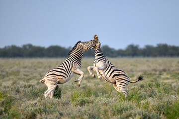 Zebra Family  in African Savannah