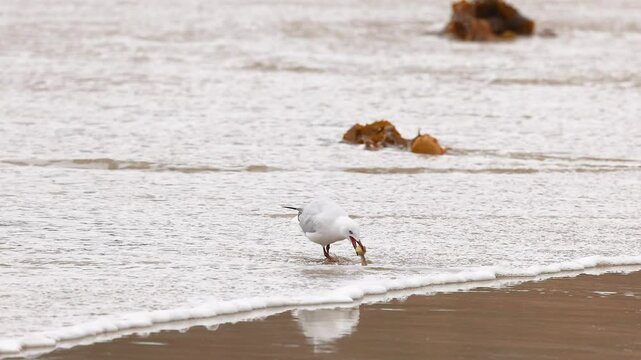 Red-billed Gull Foraging Along Great Ocean Road Shore