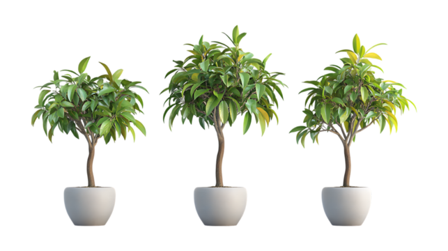 Pack of Mango Tree Plant in Pot set of Three Different Poses set Against Transparent Background for Gardening, Tropical, or Nature Promotion Projects