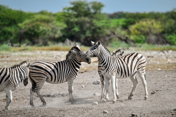 Obraz premium Zebra Family in African Savannah