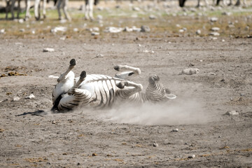 Obraz premium zebra in wild savannah, Animal of africa