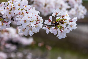 満開の桜のクローズアップ