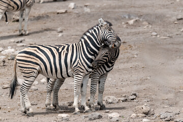 zebra in wild savannah, Animal of africa