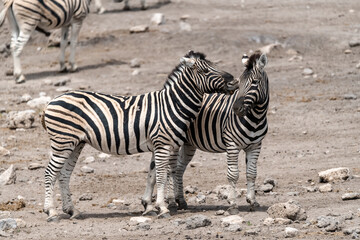 zebra in wild savannah, Animal of africa