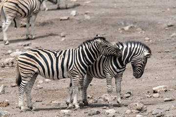 zebra in wild savannah, Animal of africa