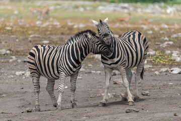 zebra in wild savannah, Animal of africa