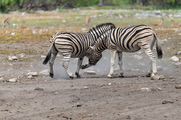 zebra in wild savannah, Animal of africa