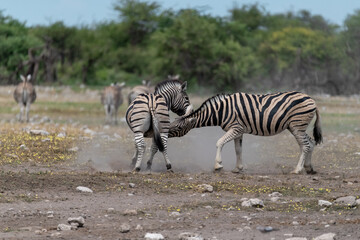 zebra in wild savannah, Animal of africa