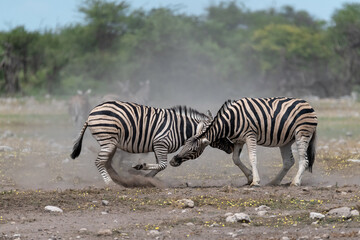 zebra in wild savannah, Animal of africa