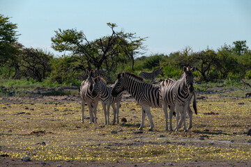 zebra in wild savannah, Animal of africa