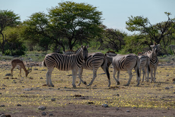 zebra in wild savannah, Animal of africa