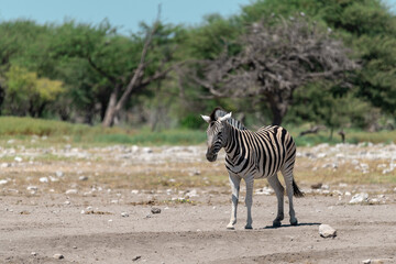 zebra in wild savannah, Animal of africa