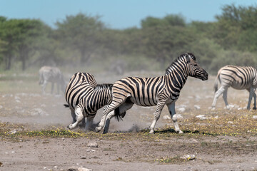 zebra in wild savannah, Animal of africa