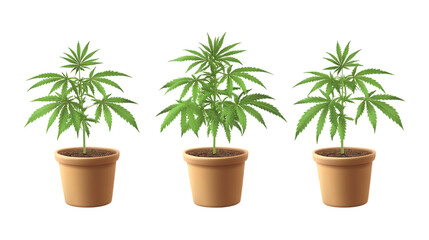 Fototapeta premium Pack of Hemp Plant in Pot set of Three Different Poses set Against Transparent Background for Organic Branding, Gardening Promotion, or Eco-Friendly Design Projects