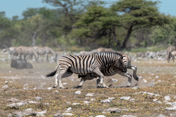 zebra in wild savannah, Animal of africa