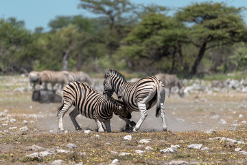 zebra in wild savannah, Animal of africa