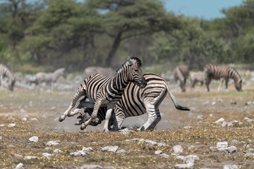 zebra in wild savannah, Animal of africa
