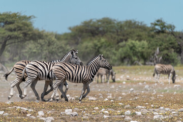 zebra in wild savannah, Animal of africa