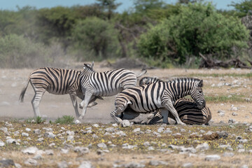 zebra in wild savanna, Animal of africa