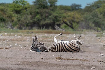 Obraz premium zebra in wild savanna, Animal of africa