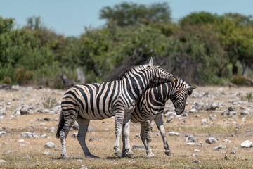 zebra in wild savanna, Animal of africa