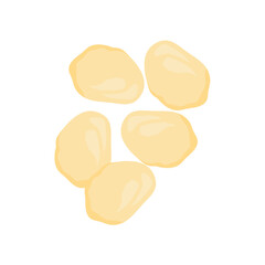 Delicious macadamia nuts. Vector illustration of healthy snacks.