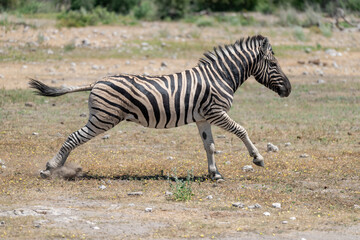 zebra in wild savanna, Animal of africa