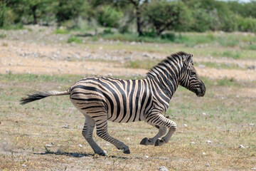 zebra in wild savanna, Animal of africa
