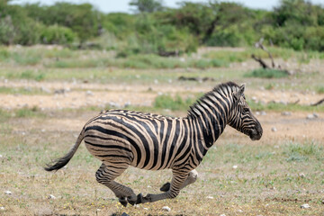 zebra in wild savanna, Animal of africa