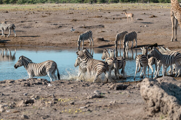 Fototapeta premium Zebra Family with Cub in African Savannah