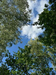 Fototapeta premium A tree with green leaves is in the middle of a forest. The sky is blue and the sun is shining