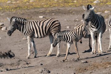 Zebra Family with Cub in African Savannah