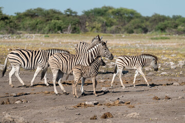 Zebra Family with Cub in African Savannah