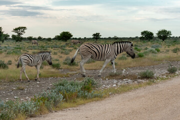 Obraz premium Zebra Family with Cub in African Savannah