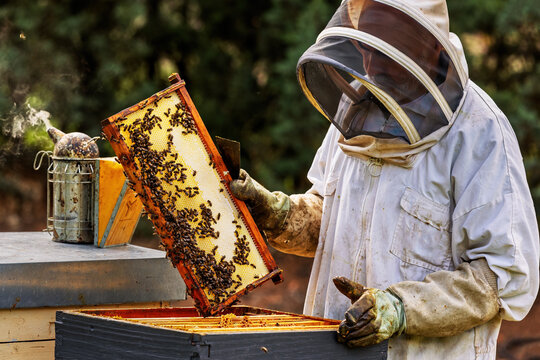 Beekeeper inspecting a hive with honeycomb and smoke in a natural setting