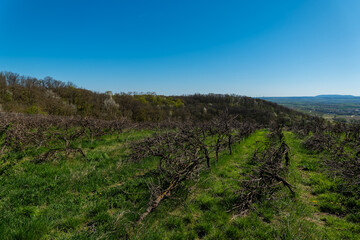 Naklejka premium Vineyard landscape under clear blue sky with dormant vines in springtime growth phase