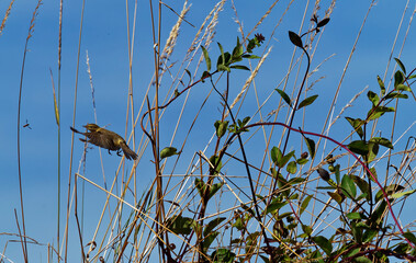 A Reed Warbler, Acrocephalus scirpaceus, about to strike and eat a Hover Fly between Honeysuckle...