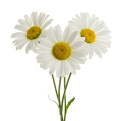 Fototapeta premium Daisy Flowers: White Daisies Bouquet Image