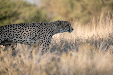Cheetah in wild savannah , Animal of africa
