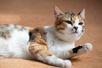 Portrait of little adorable tricolor kitten lying on sofa