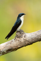 Blue-and-white swallow (Pygochelidon cyanoleuca) is a passerine bird that breeds from Nicaragua south throughout South America, except in the deserts and the Amazon Basin