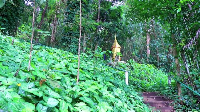 Stairs to golden pagode stupa in forest jungle Chiang Mai Thailand.