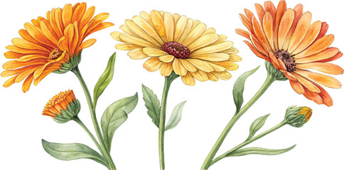Three Calendula Flowers