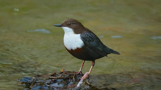 White throated dipper (Cinclus cinclus) singing, bird call