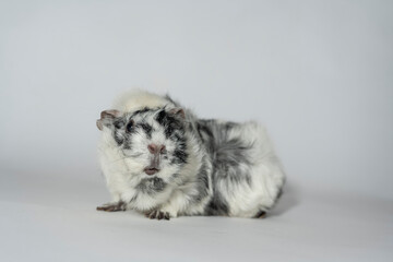 Meerschweinchen rosette tier Nager