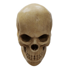 Realistic human skull isolated on white background