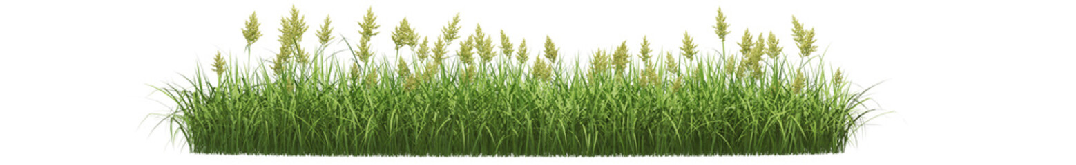 Lush green grass with seed heads swaying gently.